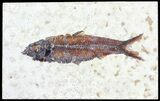 Knightia Fossil Fish - Wyoming #60876-1